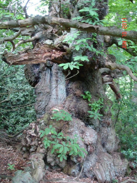 Veteran Sweet Chestnut